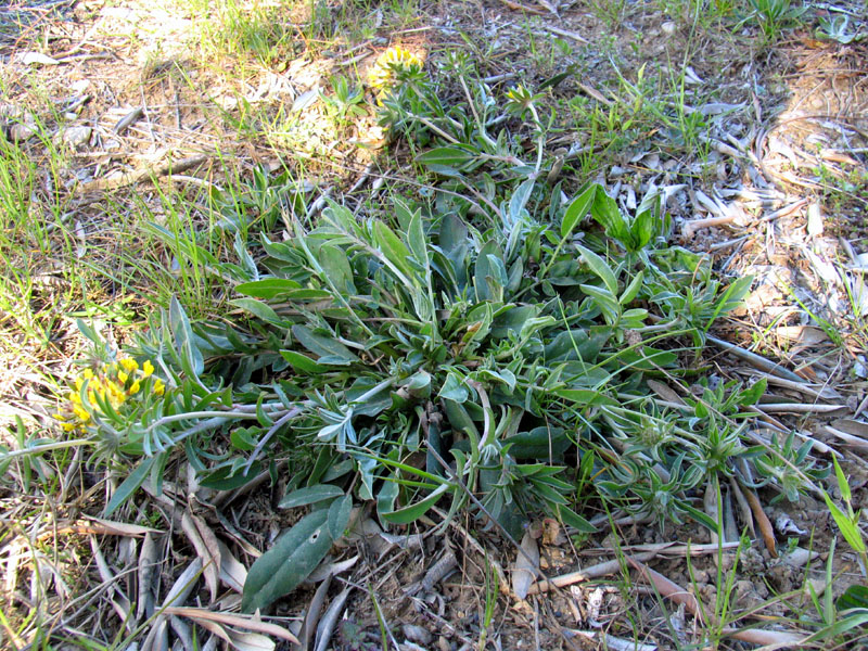 Anthyllis vulneraria subsp. weldeniana (=Anthyllis x adriatica)